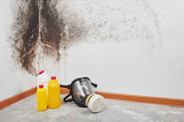 Best Office Mold Removal Services  in Hamburg, IA