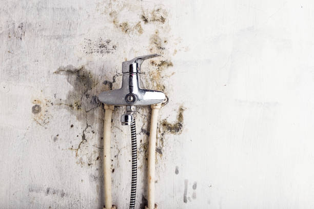 Best Commercial Mold Removal  in Hamburg, IA