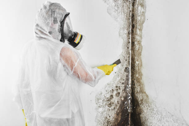 Best Mold Remediation Experts  in Hamburg, IA