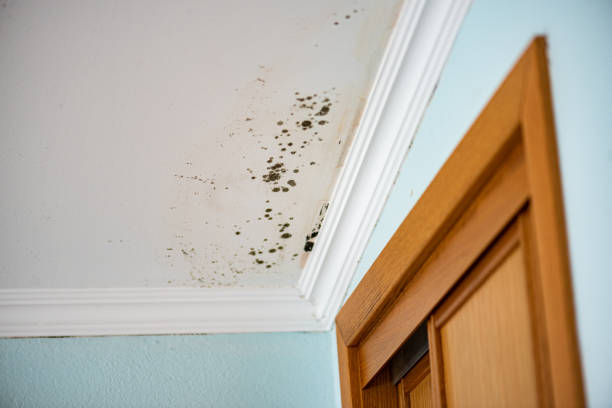 Best Water Damage Restoration  in Hamburg, IA