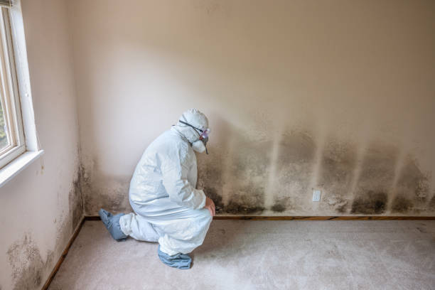 Best Emergency Mold Removal  in Hamburg, IA