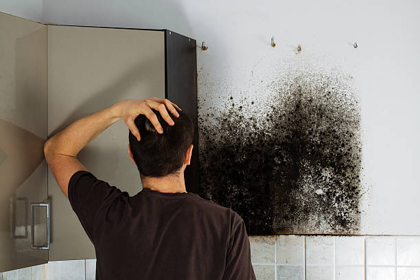 Best Water Damage Restoration  in Hamburg, IA