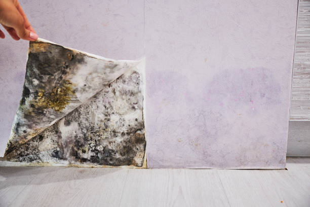 Best Commercial Mold Removal  in Hamburg, IA